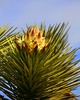 Joshua Tree Flower