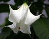 Bryan (DreamerImages) > Flowers of Kathmandu Valley >  IMG_5939