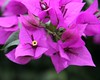 Bryan (DreamerImages) > Flowers of Kathmandu Valley >  IMG_7372