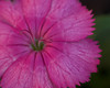 Bryan (DreamerImages) > Flowers of Kathmandu Valley >  IMG_7552-Pink-01-01