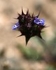 Bryan (DreamerImages) > Desert Flowers