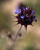 Bryan (DreamerImages) > Desert Flowers
