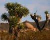 Bryan (DreamerImages) > Joshua Tree Camping >  IMG_8316